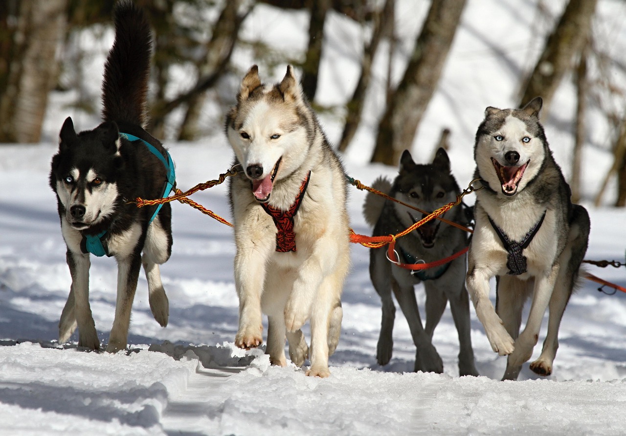 Experience Talkeetna Dog Sledding